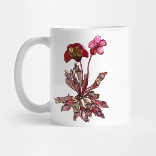 Pitcher Plant, Sarracenia purpurea Mug